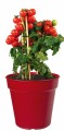 Elho Květináč Green Basics Growpot 30 cm - lovely red