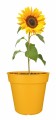 Elho Květináč Green Basics Growpot 30 cm - living black (433)