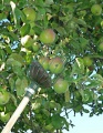 Burgon&Ball Apple Picker - sběrač jablek